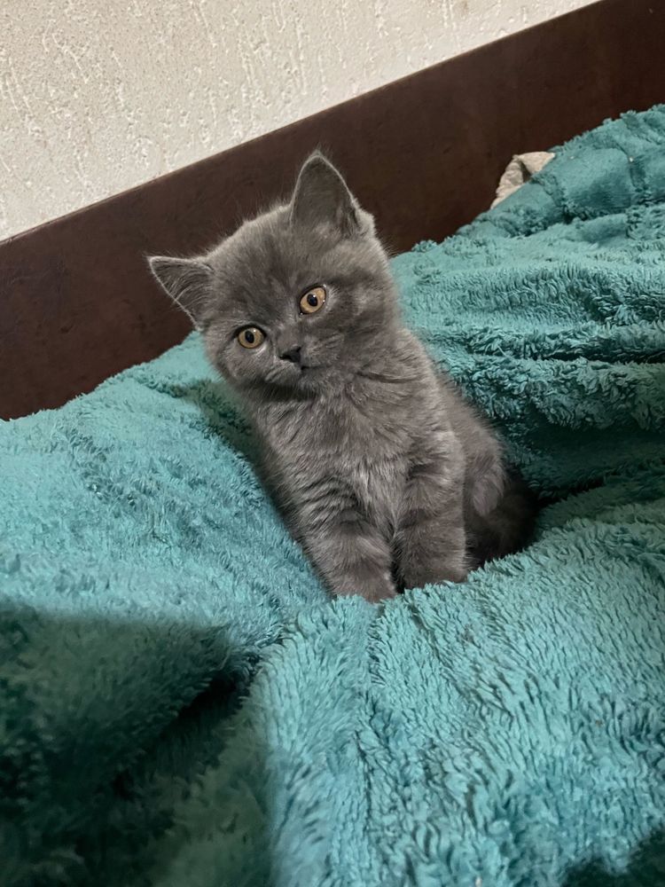 British shorthair