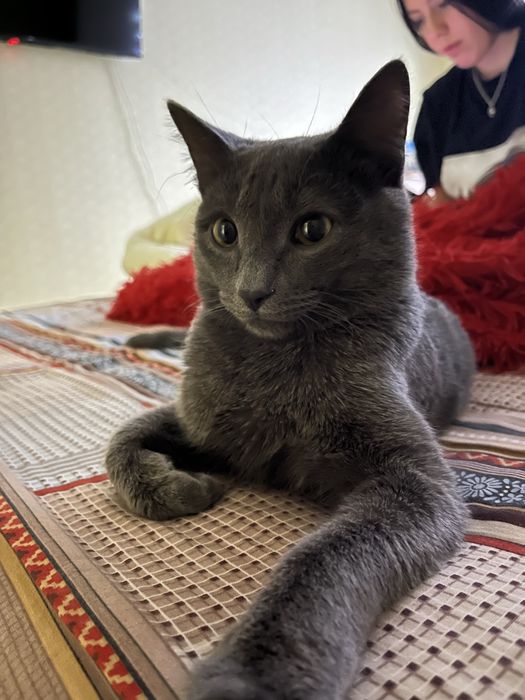 Отдам кота в добрые руки!
