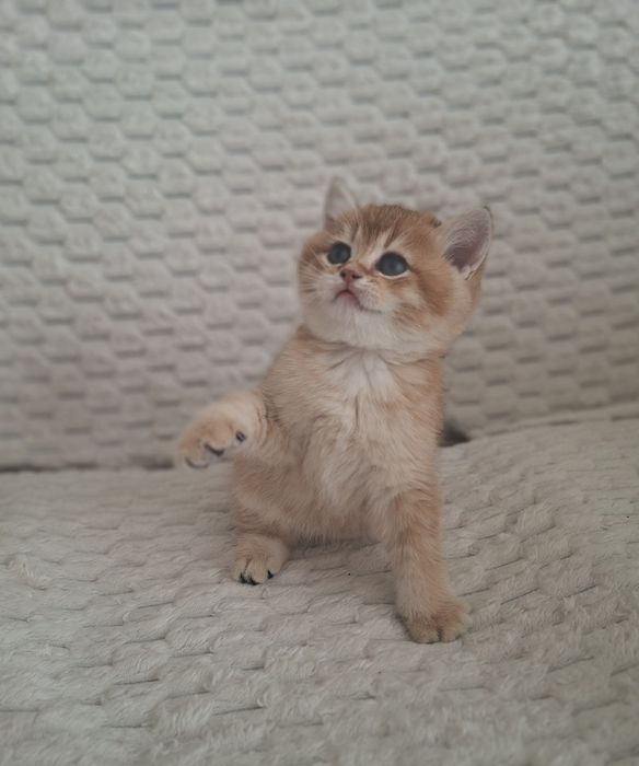 Продаются Шиншиллы