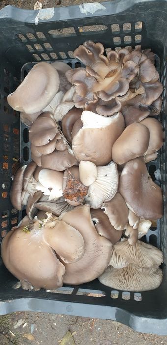 Продам Устричный гриб. (Вешенки)