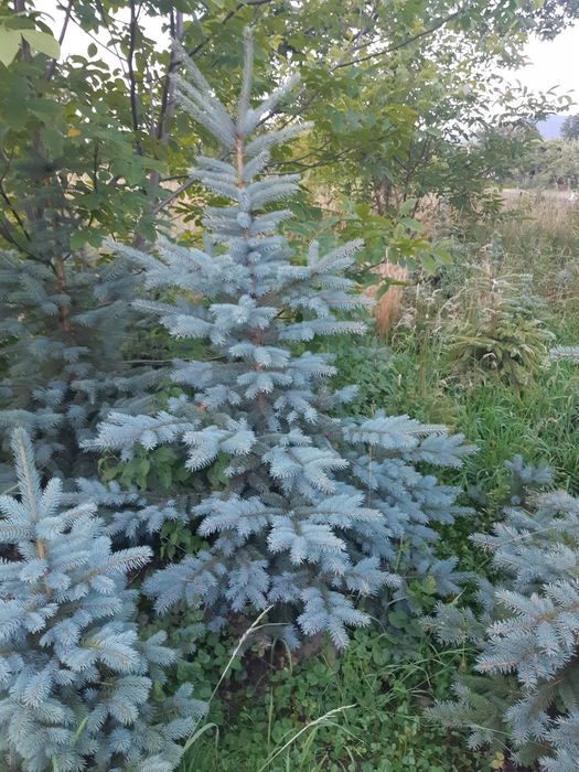 Molid argintiu ,pepiniera molid/brad