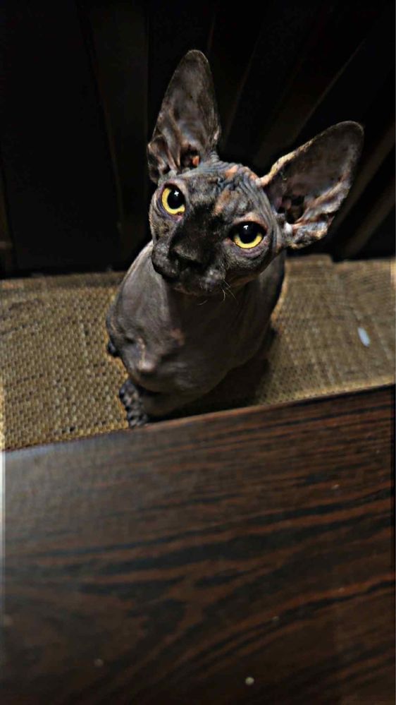 Котки Сфинкс 2бр женски