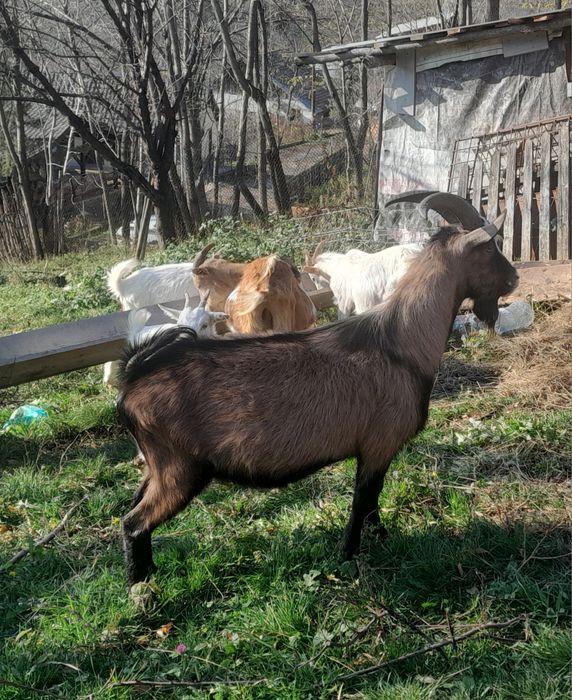 Tap de vanzare bun de prasila alpin francez