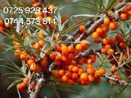 Catina, cires Maxut,Liliac altoit/nealtoit,Cires Galben. Paulownia