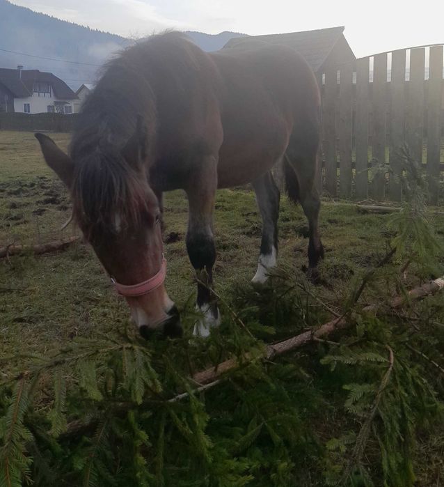 Mânză de 7 luni de vânzare