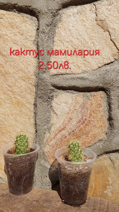 Стайни и градински растения на супер цени.