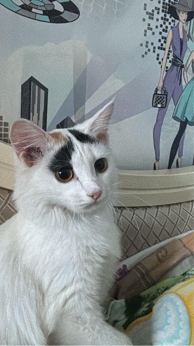 Отдам кошку,домашнюю