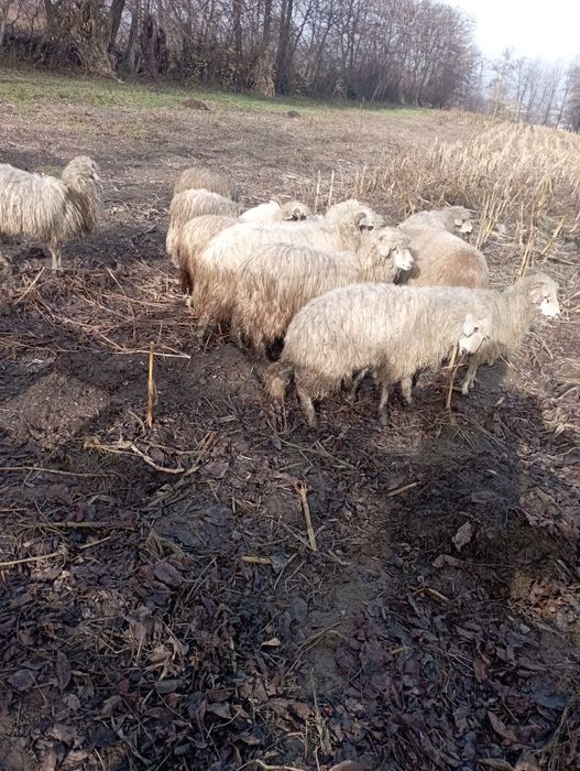 Vând mielute și berbecuți