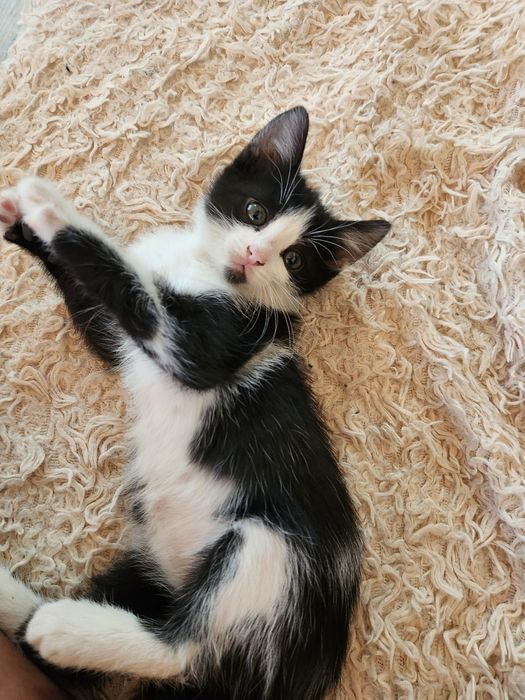 Отдам котенка. Девочка