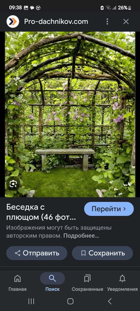 Декоративные растения для украшения территории