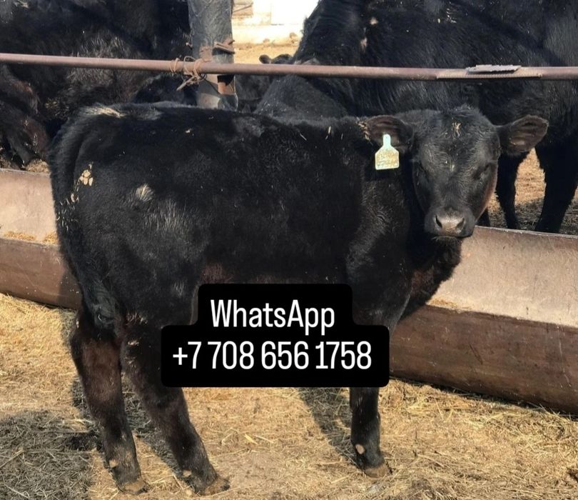Продам бычки телята дхзлф