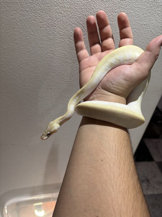 Vând Tokay Gecko (Gekko gecko) / Pitoni regali baby - femelă+mascul