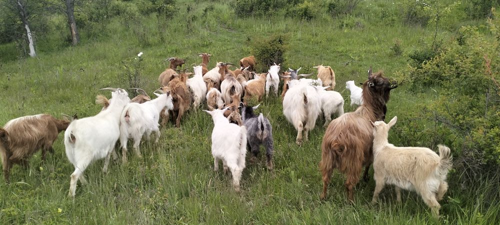 Vând 20 de capre 500 lei bucata