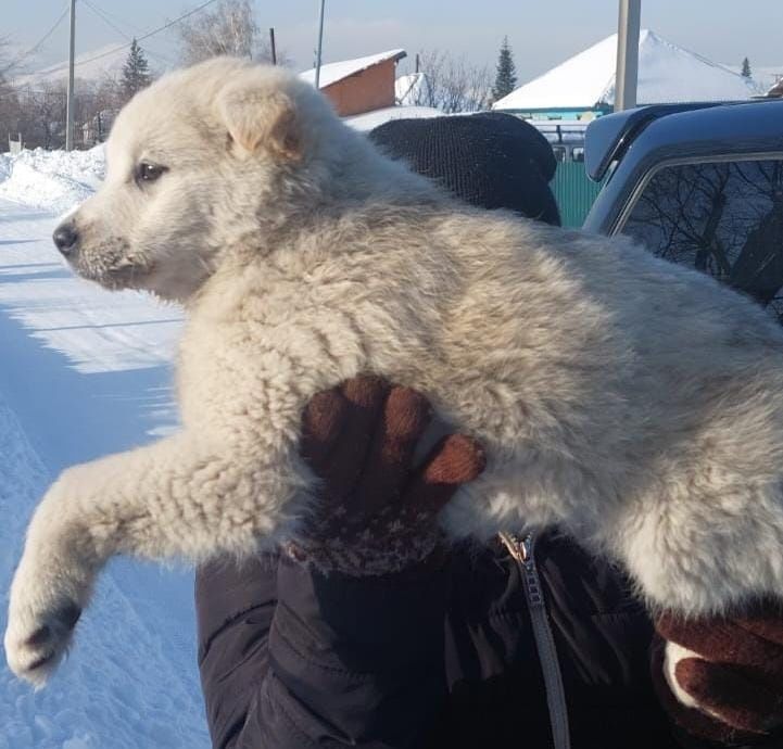 Привитый кобелек, отдадим лучшим маме и папе.