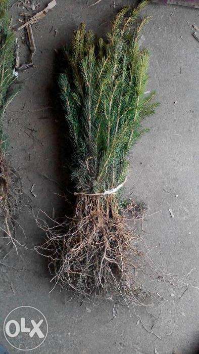 Puieti de brad argintiu soiuri din Danemarca-cel mai bun pret!