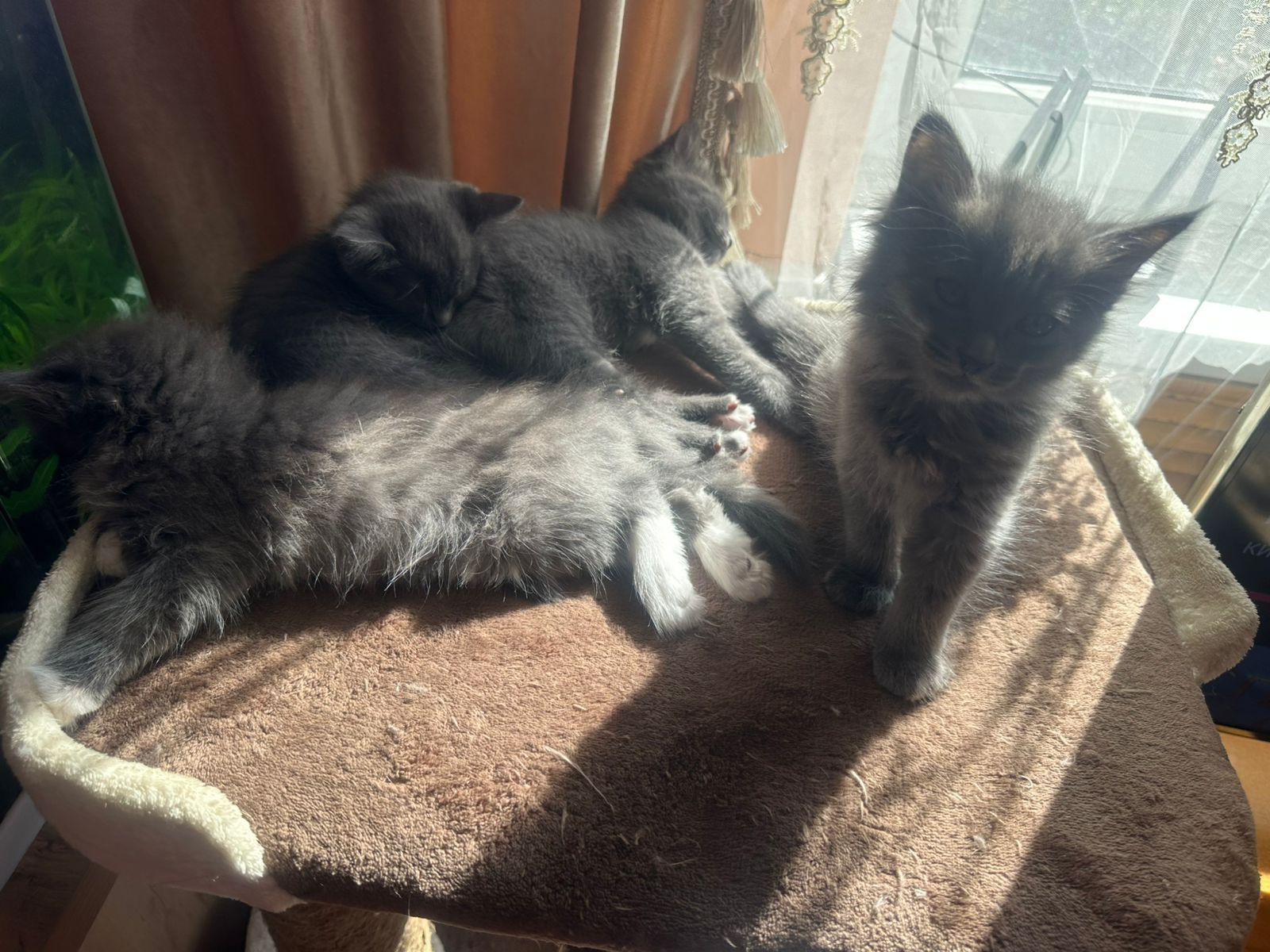 Котята приучены к лотку