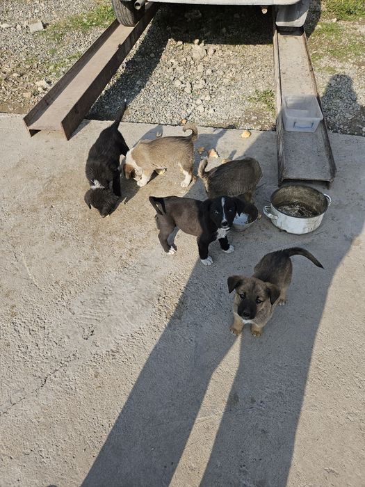 Отдам даром щенков Двортерьер