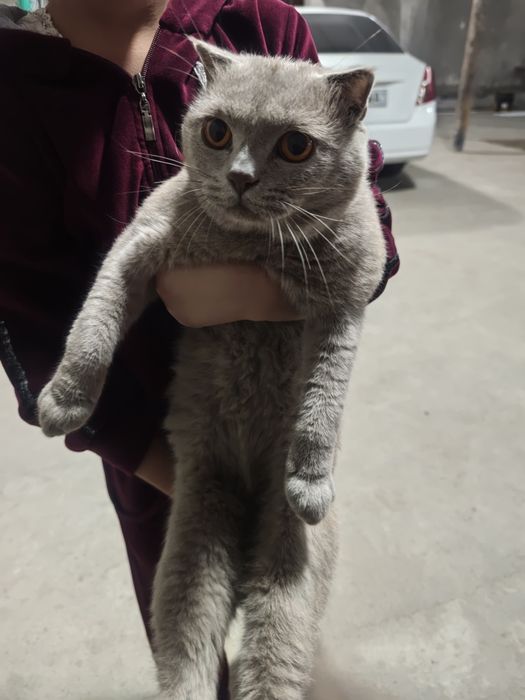 Продается кот мальчик