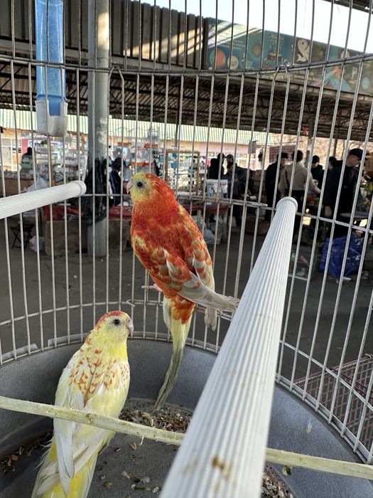 Pevchi rubin zrosliy para nar aranjiviy 2 yillik birga ishlagan qush