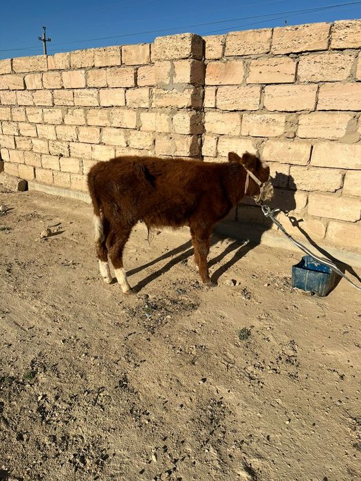 Еркек бызау саттылады
