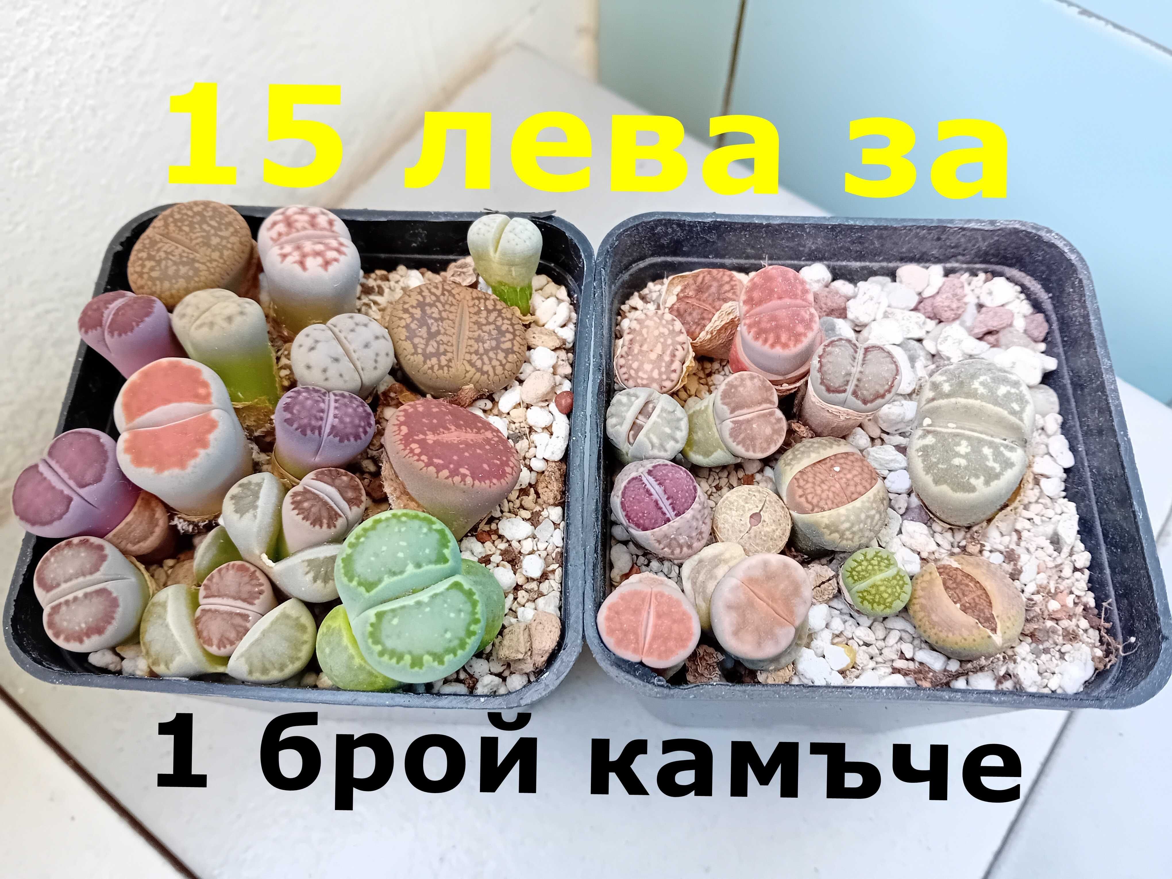 Екзотика за дома - семена и растения