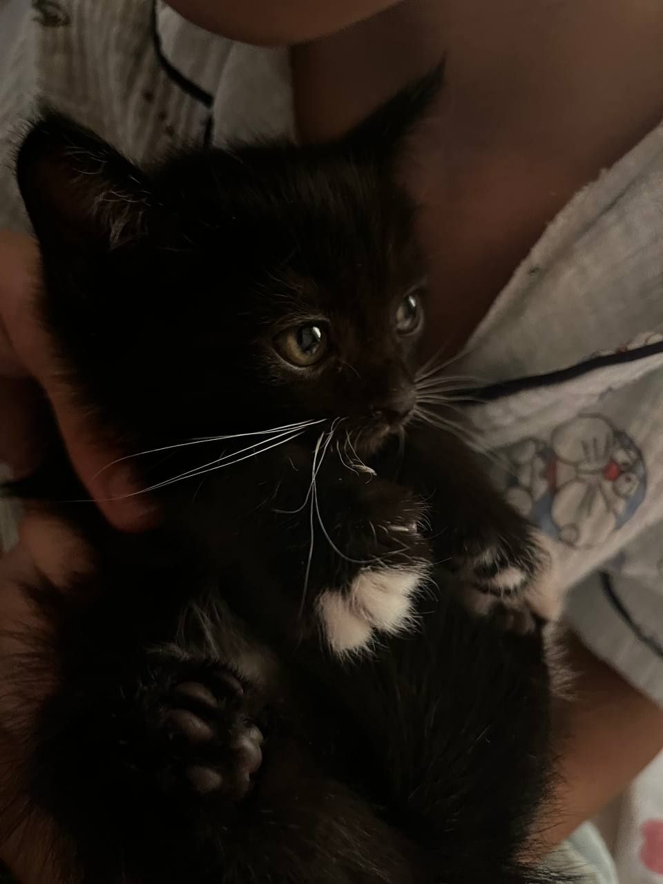 Отдам даром домашних котят