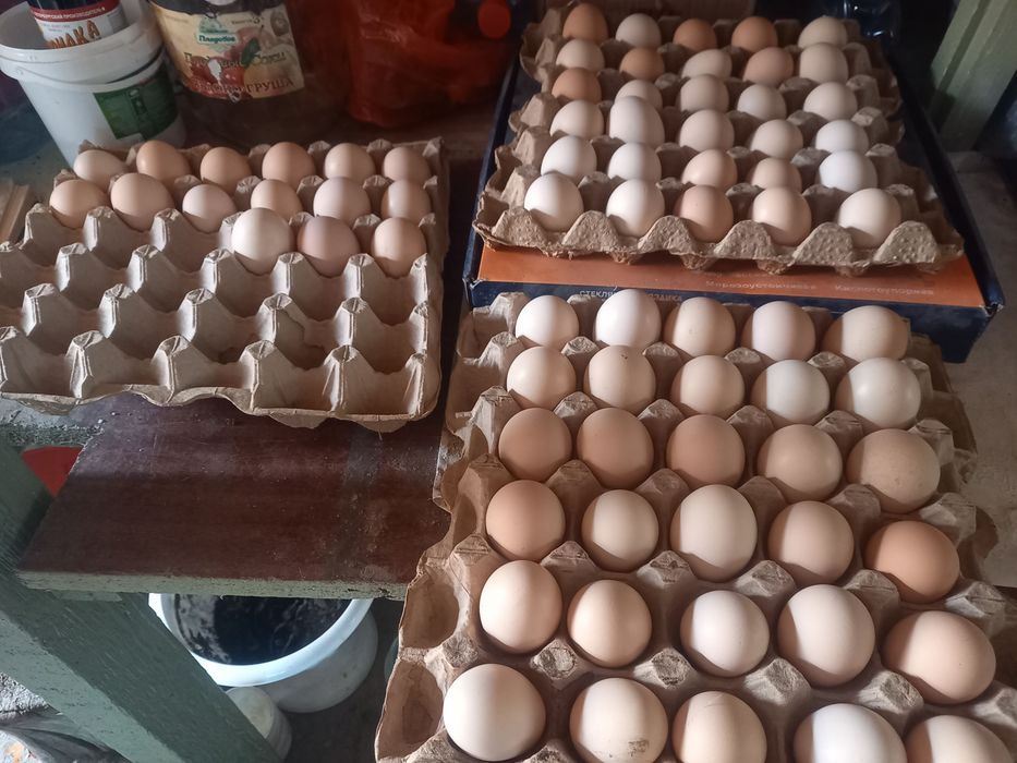 Продам яйца домашний,  цена 80 тенге,