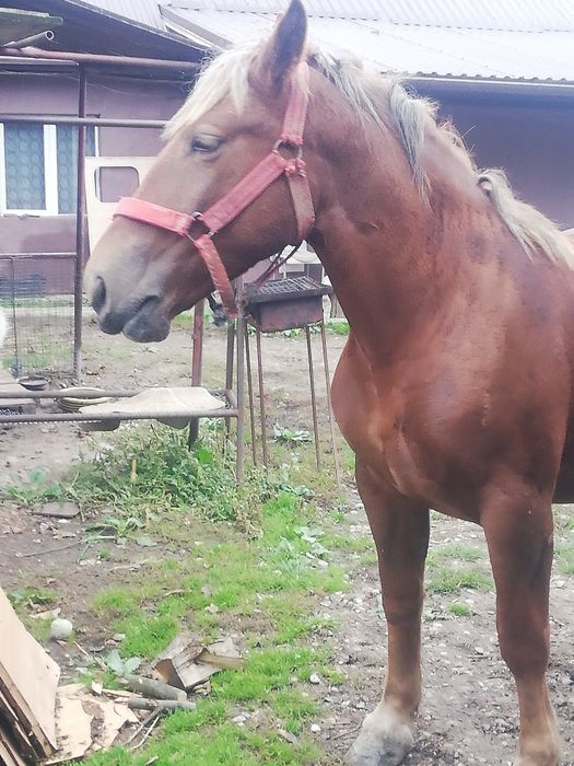 Vând sau schimb cu iapă grea bună de ham