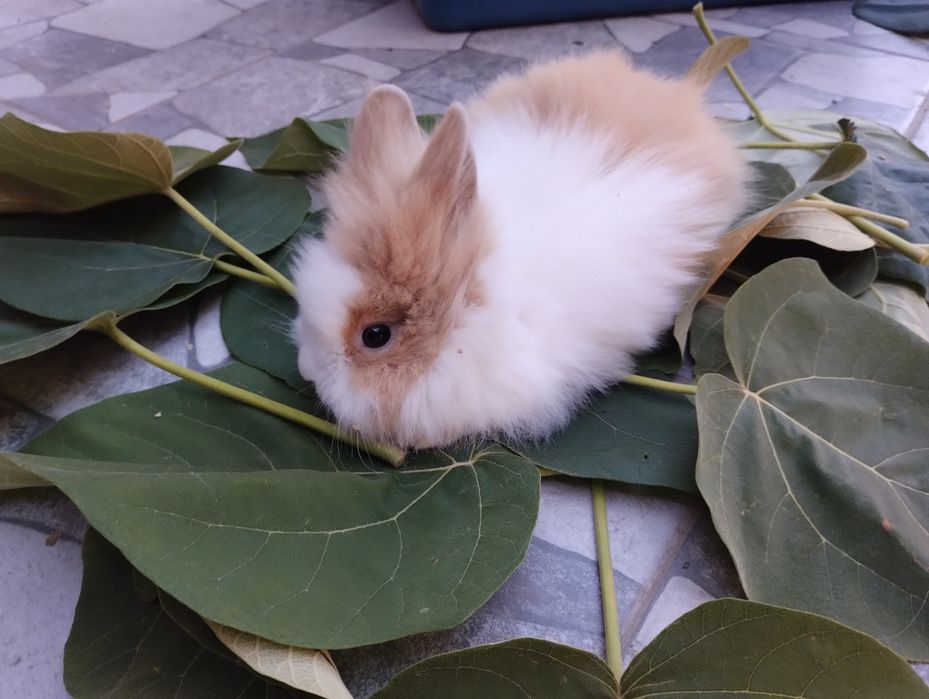 Чифтове Кемани,Серами, Копринки.Яйца за люпене.Зайчета и морски свинче