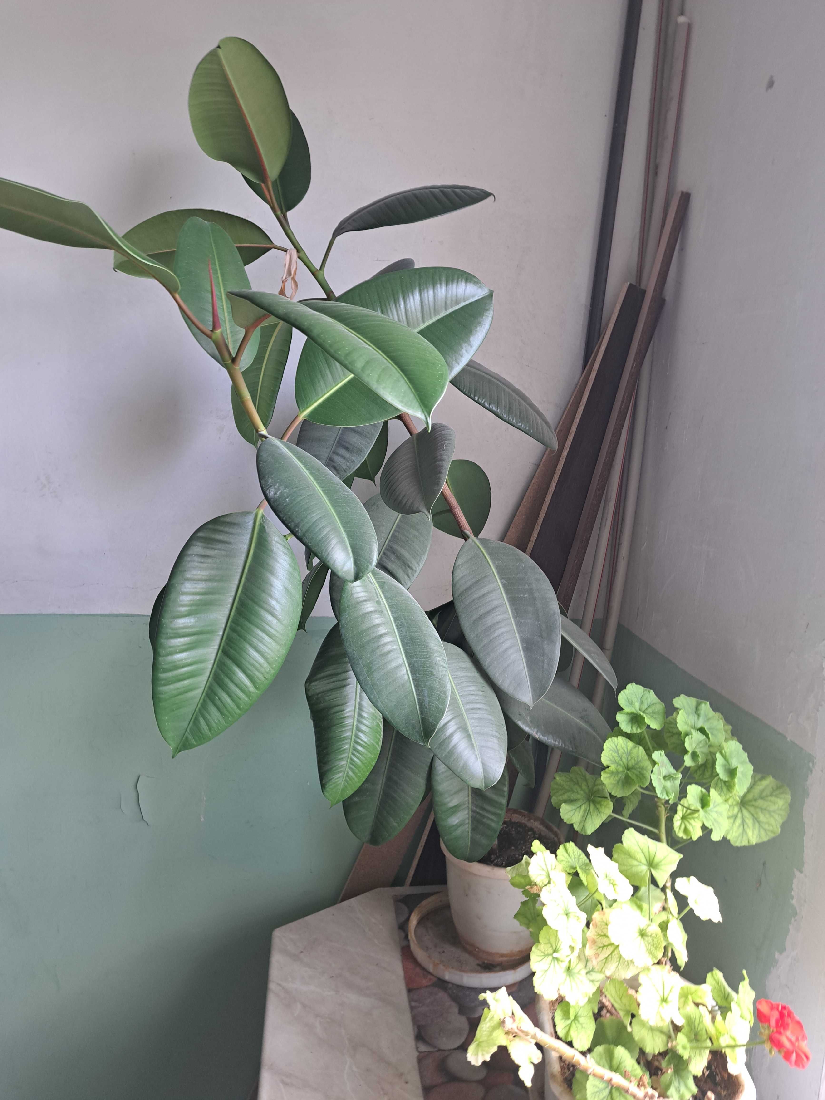 продавам фикус тип Робуста ,130 см.,две разклонения,саксия.