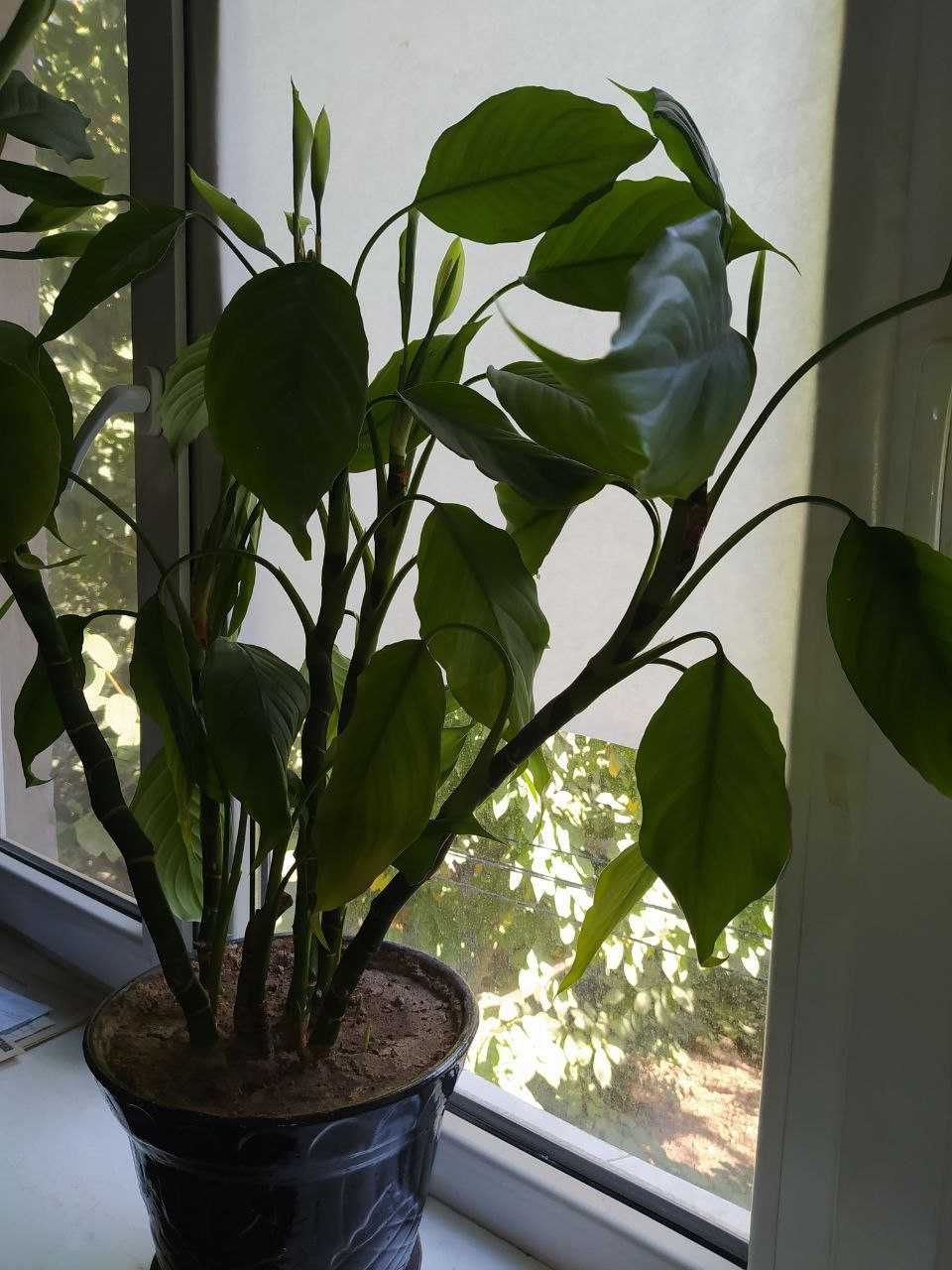 Алоказия комнатное растение