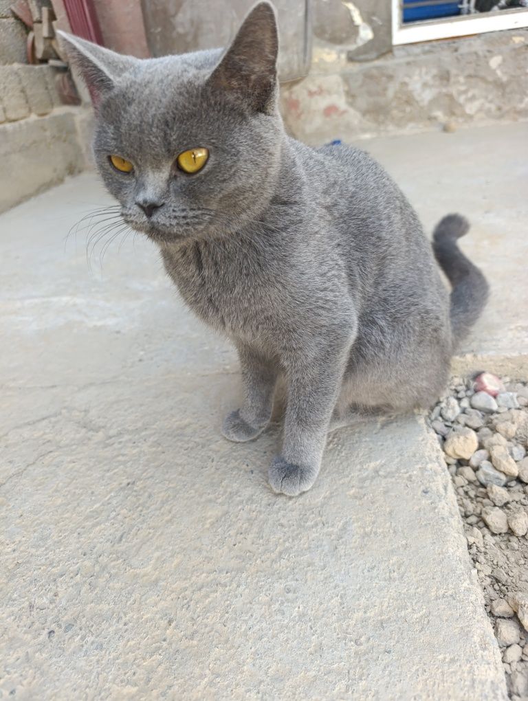 Mushuk sotiladi zotdor