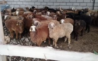 Бараны марка овцы кой баранов продам от 40000