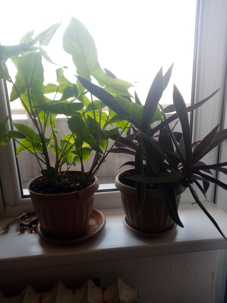 Продам 2 комнатных цветка