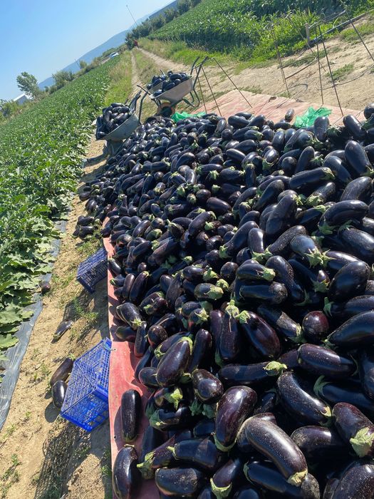 Vand vinete en gross negociabil