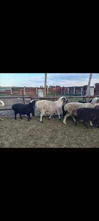 Продам овец курдючные