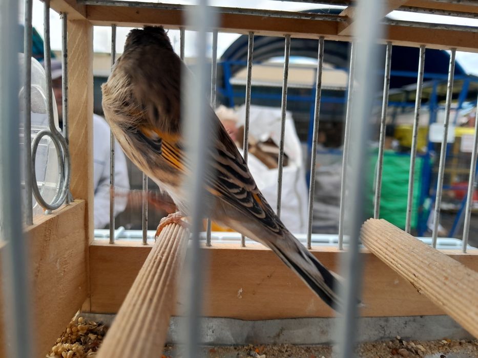 Vand Hibrizi de Canari