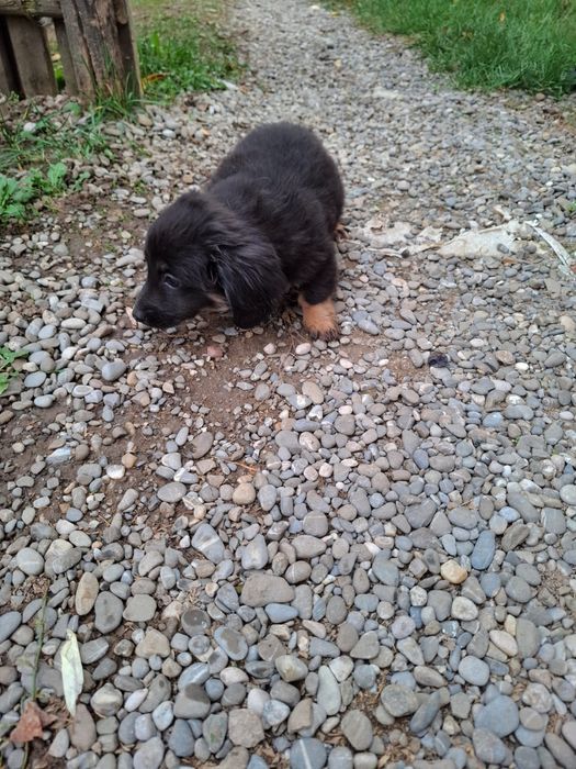 Donez 5 pui de căței  ,rasa comuna de talie medie,