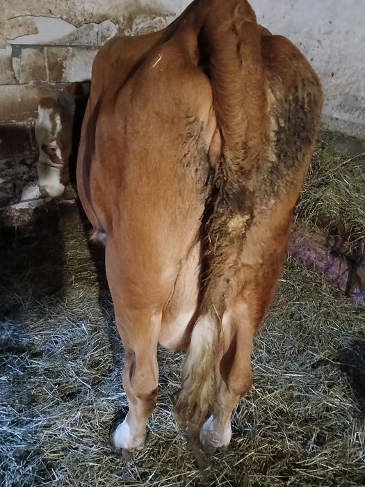 Vand jurinca cu vitea