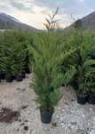 Chiparos Cupressocyparis Leylandii ( gard viu vesnic verde