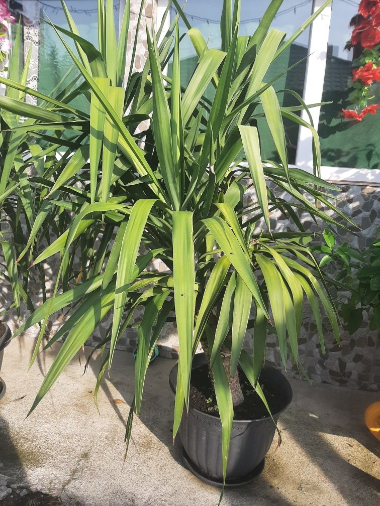 Vand Yucca Elephantipes