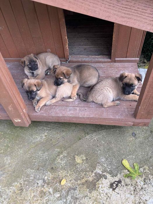 Малиноа-белгийска овчарка