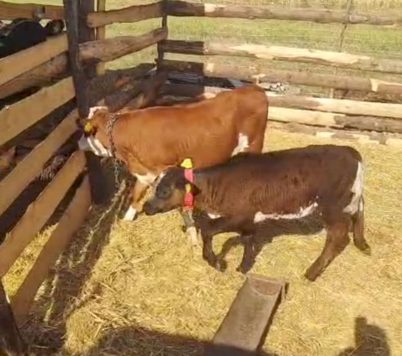 Vând 2 vițele preț 5500 lei.