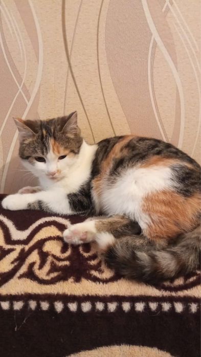 Отдадим котенка 6 месяцев