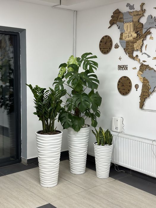 Офисные цветы оптом от поставщиков