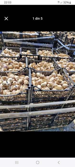 Usturoi de pus în pământ și consum