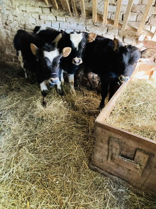 Продавам  три телета