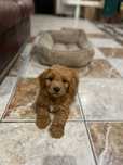 Vând cățel Goldendoodle băiat – Vaccinat și Deparazitat