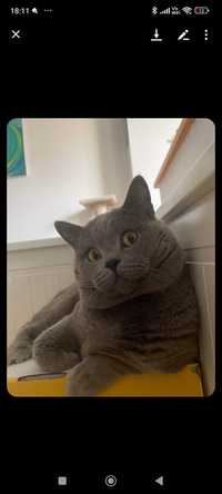 Puiuti British shorthair