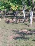Vand rate salbatice